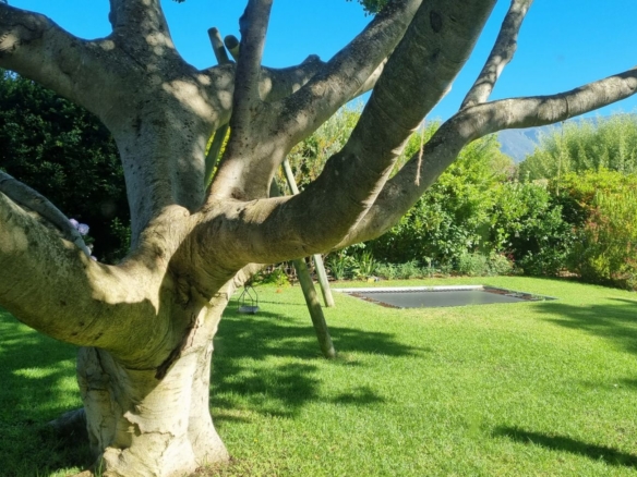 Lorcan, Constantia