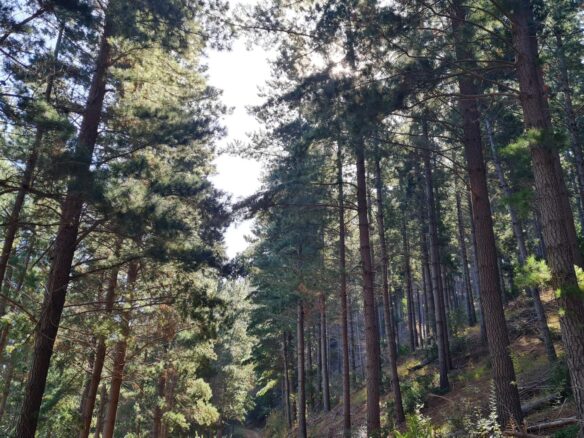 Delheim, Klapmuts