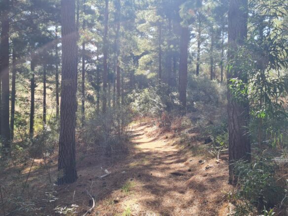 Delheim, Klapmuts
