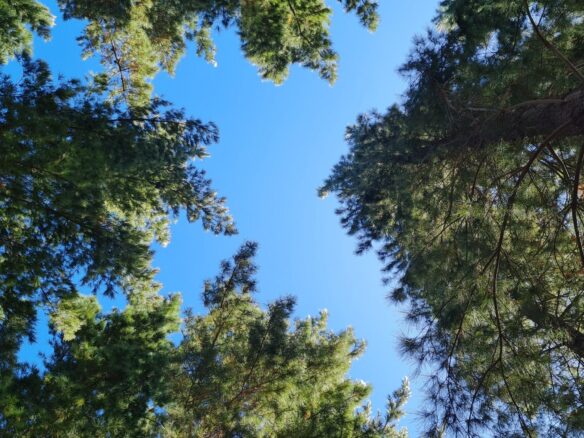 Delheim, Klapmuts