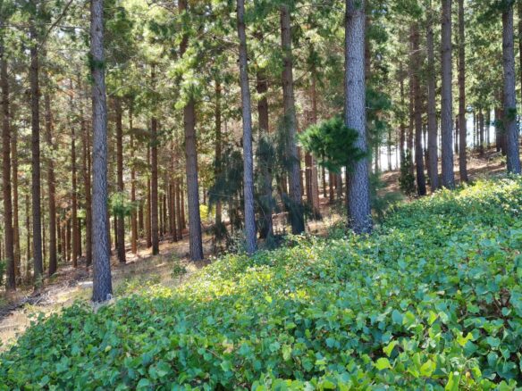 Delheim, Klapmuts