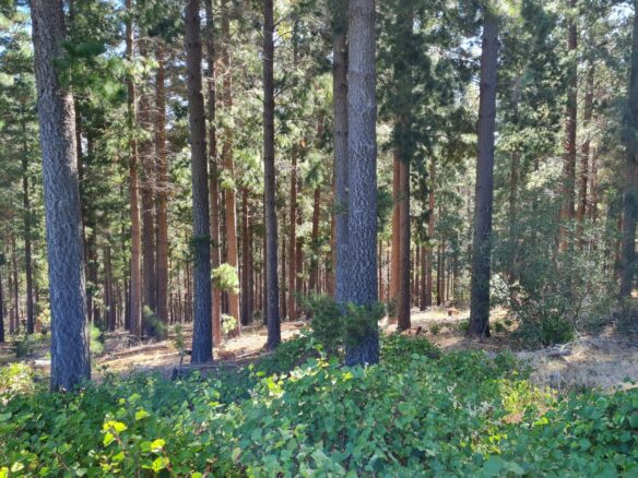 Delheim, Klapmuts