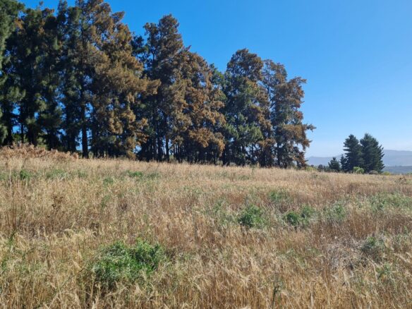 Delheim, Klapmuts