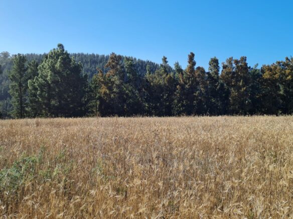 Delheim, Klapmuts