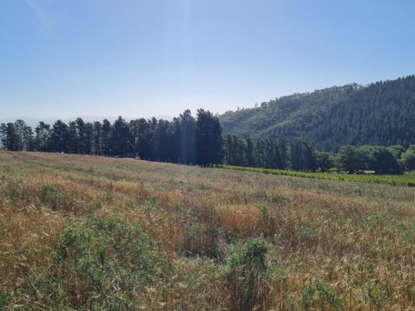 Delheim, Klapmuts
