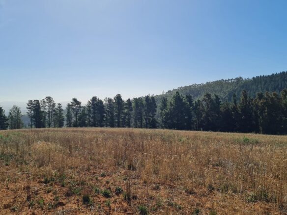 Delheim, Klapmuts