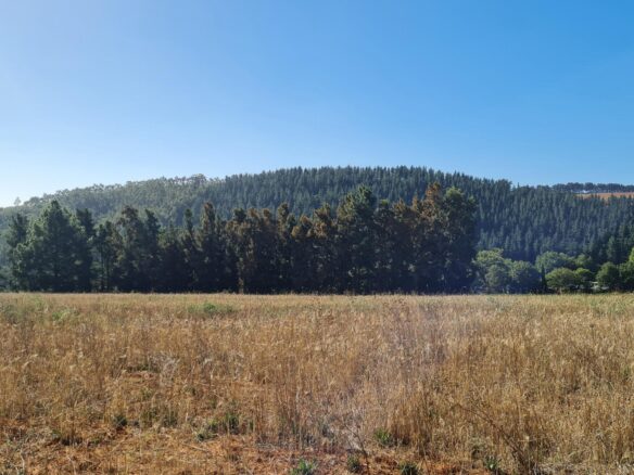 Delheim, Klapmuts