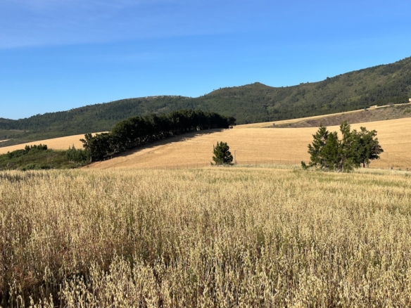 Delheim, Klapmuts