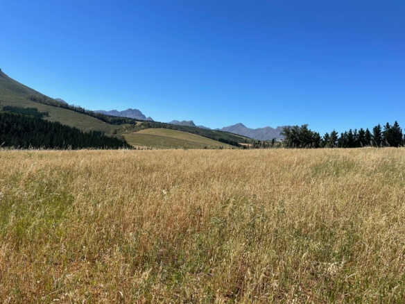 Delheim, Klapmuts