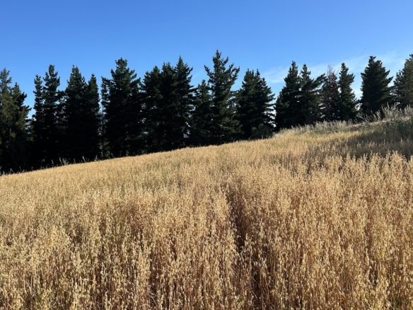 Delheim, Klapmuts