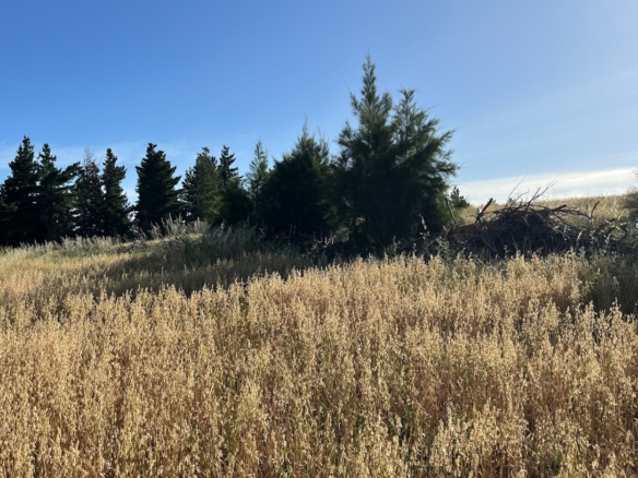 Delheim, Klapmuts