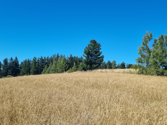 Delheim, Klapmuts
