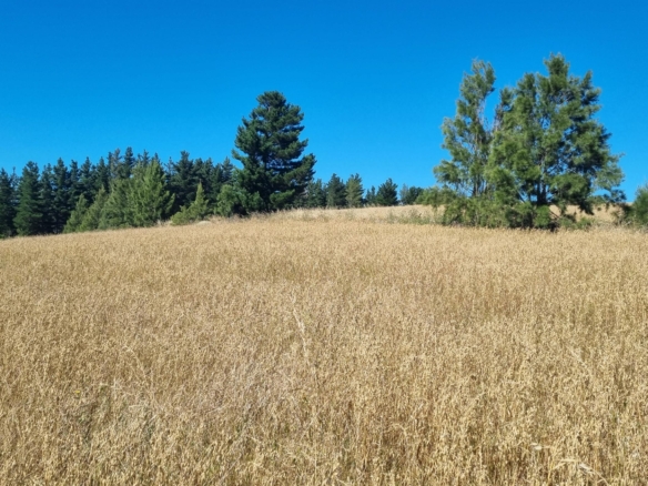 Delheim, Klapmuts