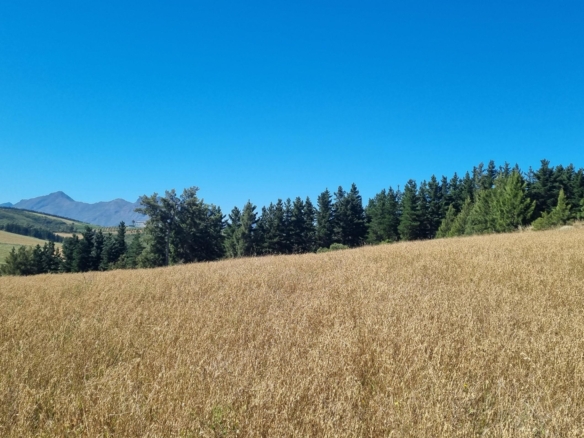 Delheim, Klapmuts