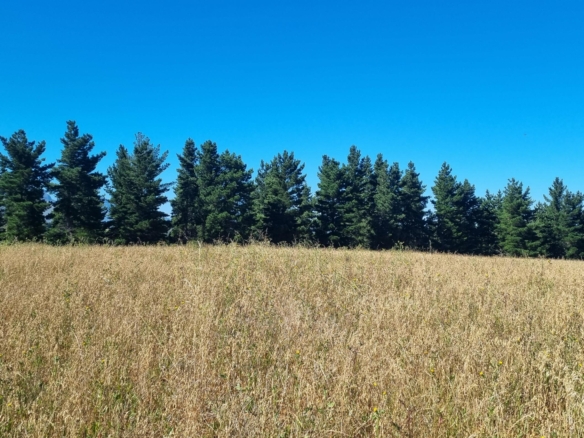 Delheim, Klapmuts