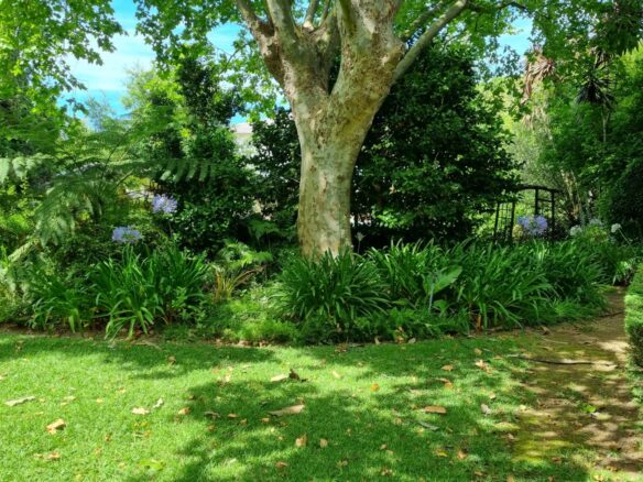 Sarah H, Constantia