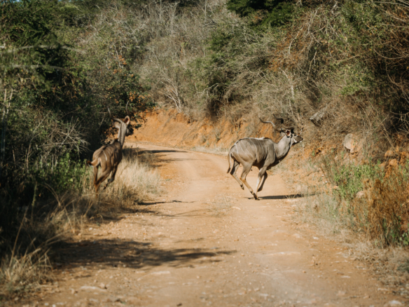 Birkhall Estates, Oribi Gorge