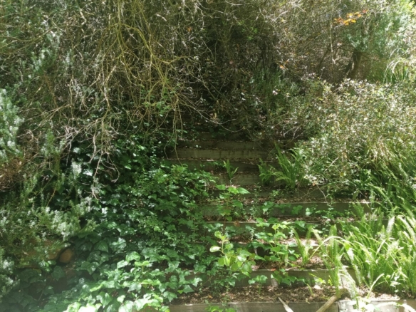 Kuhn, Hout Bay