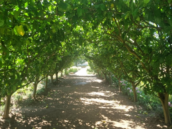 Muldersvlei, Stellenbosch