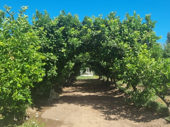 Muldersvlei, Stellenbosch