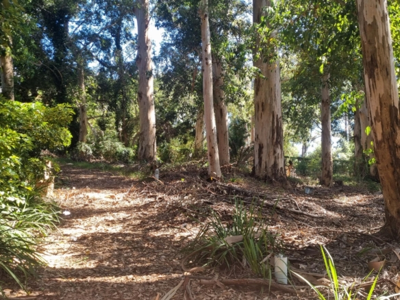villa da Vinci, Forest