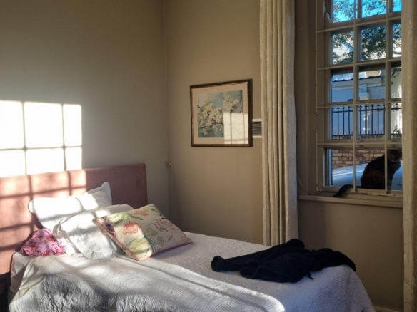ChaCha, Pinelands