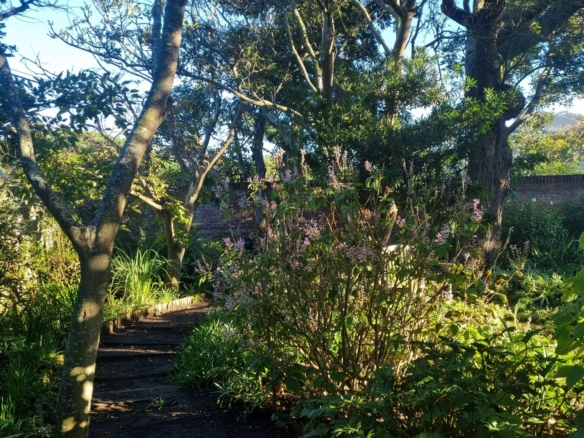 ChaCha, Pinelands