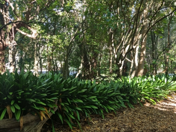 DeRust, Hout Bay