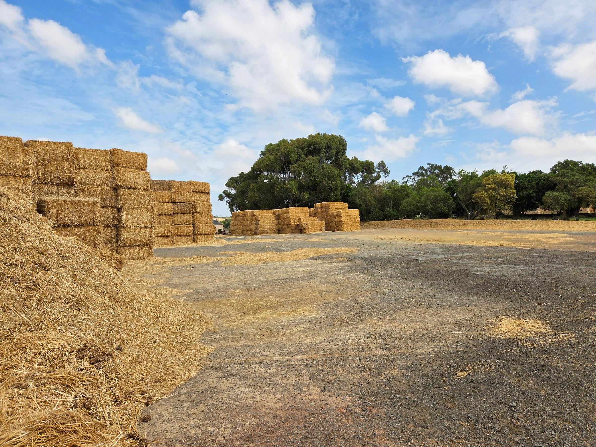 Olifants Oog, Cape Farms