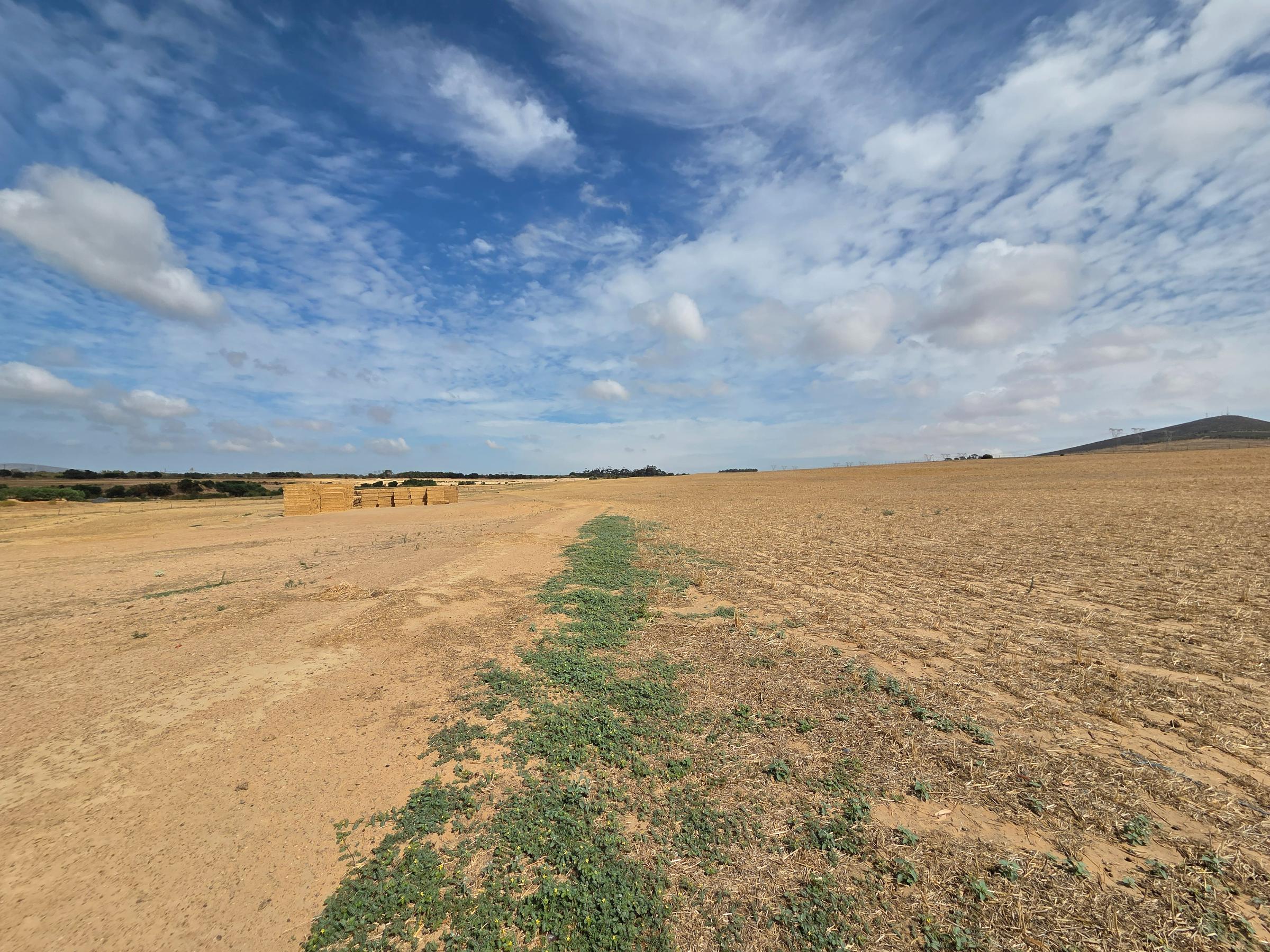 Olifants Oog, Cape Farms