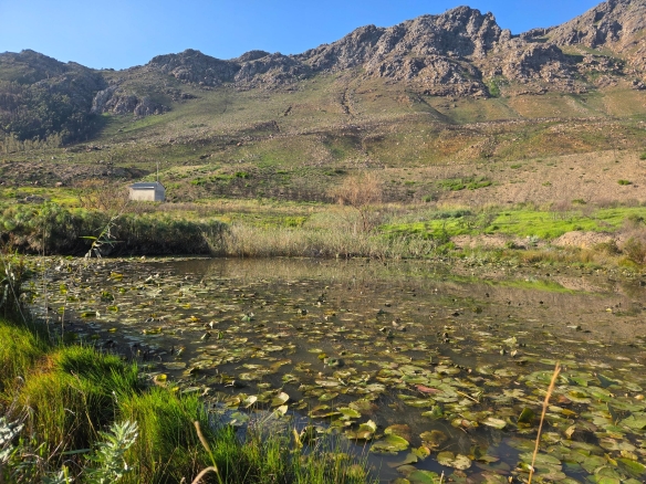 Wilderberg, Franschhoek